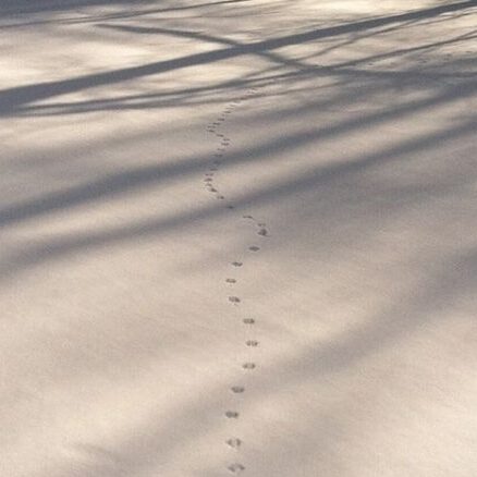 Tracks and Traces in the Snow! at Teatown in Ossining, NY