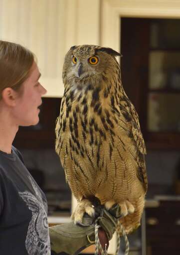 Raptors of the World at Hudson Highlands Nature Center
