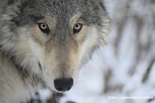 Wolves of North America at Wolf Conservation Center | Westchester